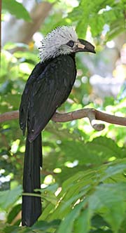 Picture/image of White-crested Hornbill