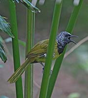Picture/image of Oriole Warbler