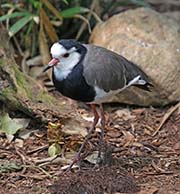 Picture/image of Long-toed Lapwing