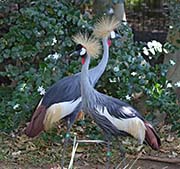  Grey Crowned Crane