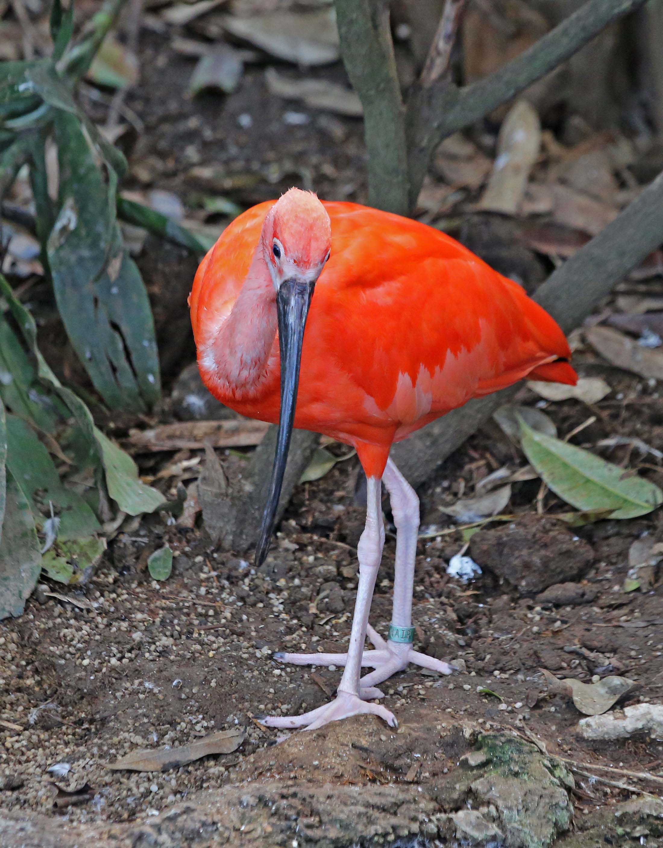 Pictures And Information On Scarlet Ibis Pictures And Information On Scarlet Ibis