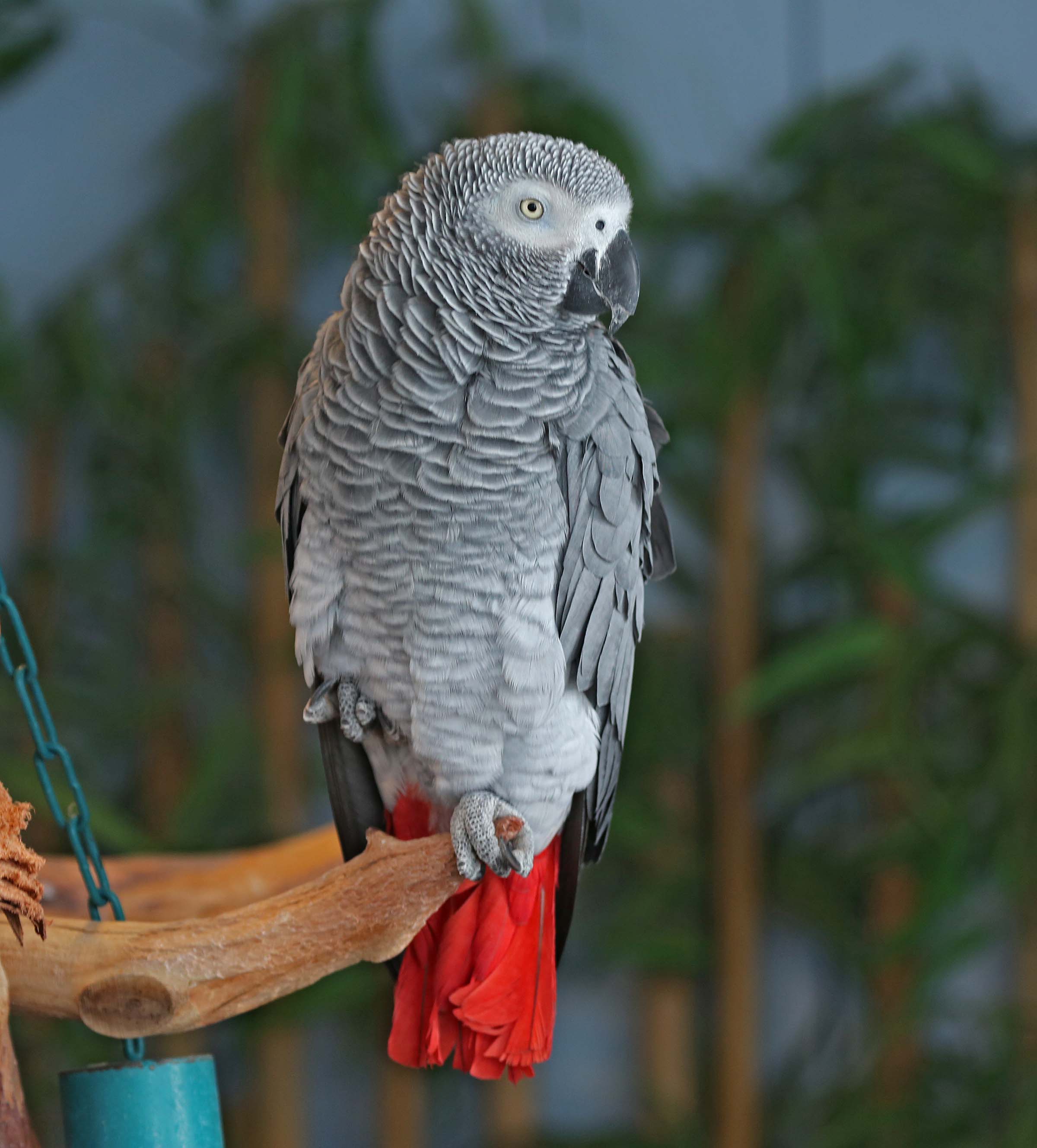 red and grey cockatoo