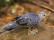 Picture/image of Blue Ground Dove
