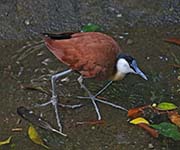 Picture/image of African Jacana