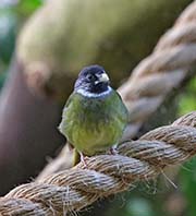 Picture/image of Collared Finchbill