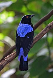 Picture/image of Asian Fairy-bluebird