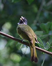 Picture/image of Collared Finchbill