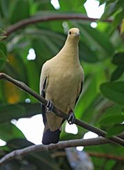 Picture/image of Pied Imperial Pigeon
