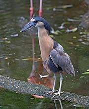 Picture/image of Boat-billed Heron