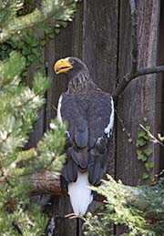 Picture/image of Steller's Sea Eagle
