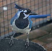 Picture/image of Black-throated Magpie-Jay