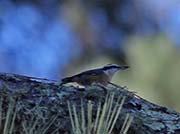 Picture/image of Pygmy Nuthatch