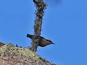Picture/image of Pygmy Nuthatch