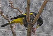 Picture/image of Yellow-rumped Cacique