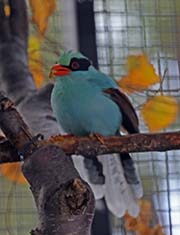 Picture/image of Common Green Magpie