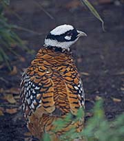 Picture/image of Reeves's Pheasant
