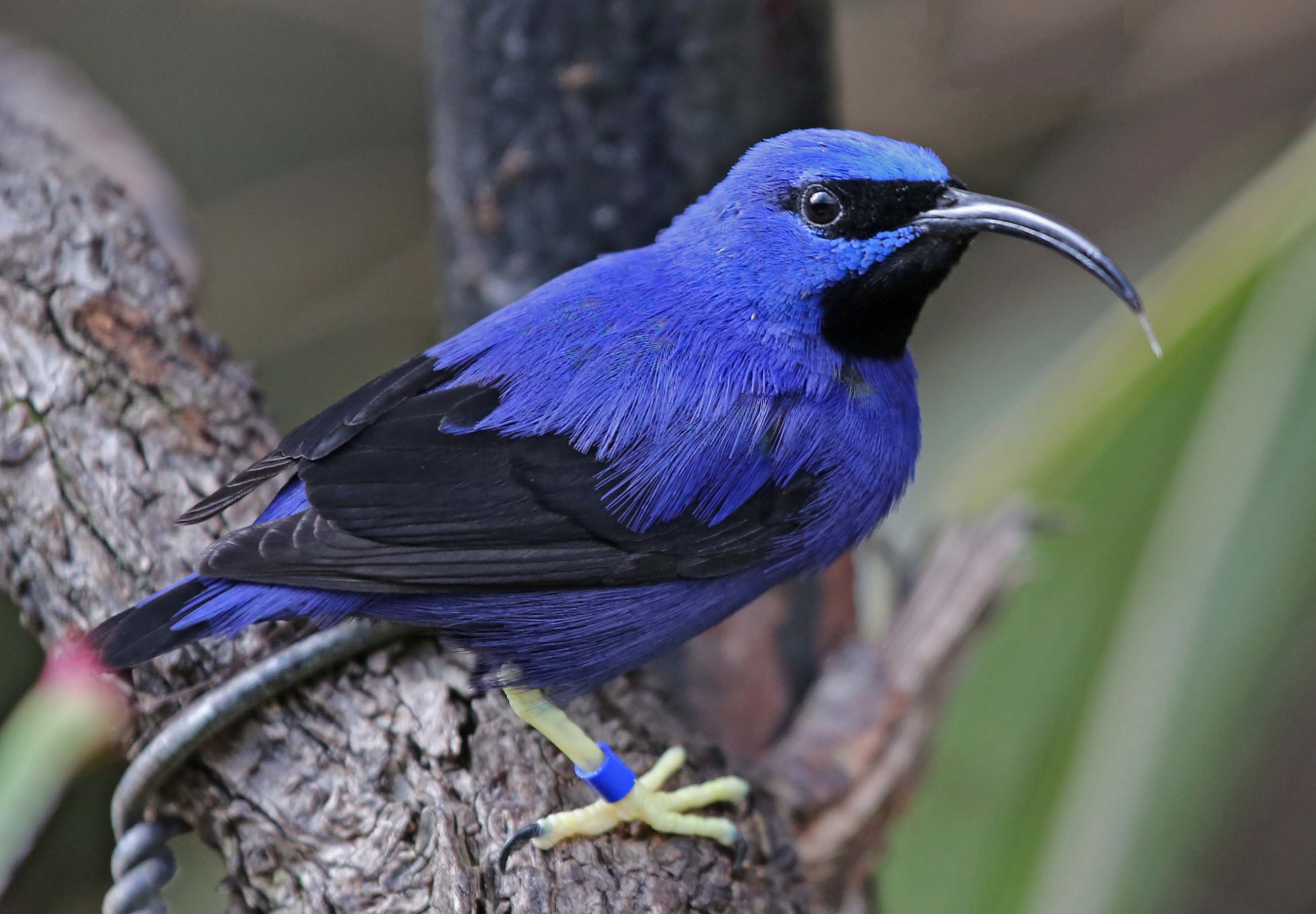 Pictures And Information On Purple Honeycreeper Pictures And Information On Purple Honeycreeper