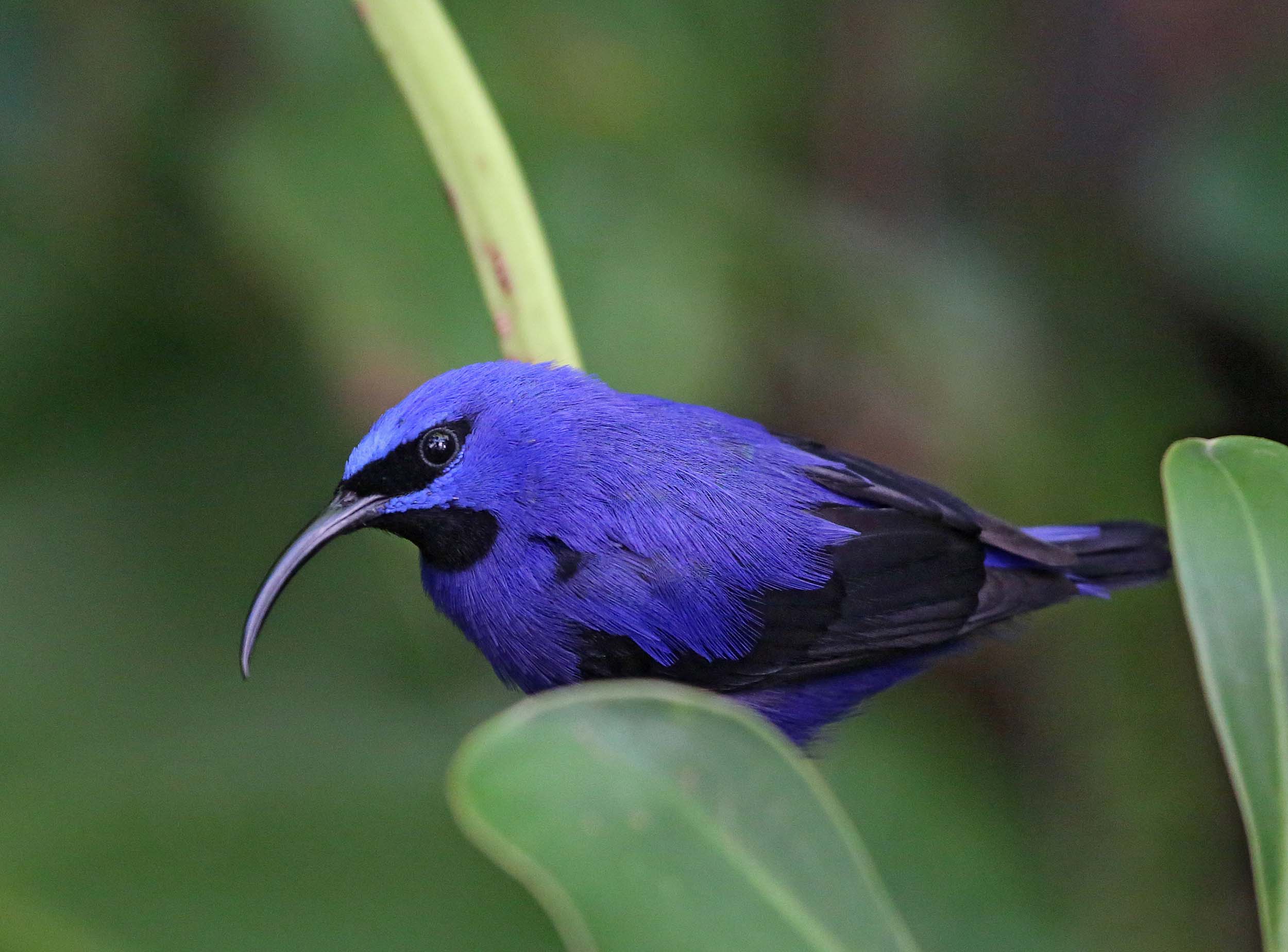 Pictures And Information On Purple Honeycreeper Pictures And Information On Purple Honeycreeper