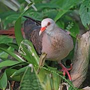 Picture/image of Pink Pigeon