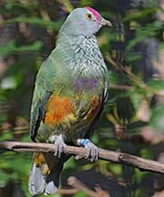 Picture/image of Mariana Fruit-Dove