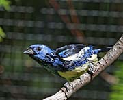 Picture/image of Turquoise Tanager