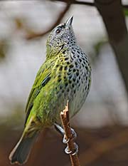Picture/image of Spotted Tanager