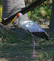Picture/image of Yellow-billed Stork