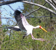  Yellow-billed Stork