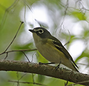 Picture/image of Blue-headed Vireo