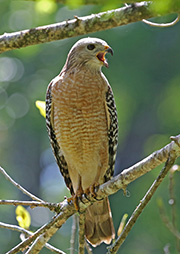 Picture/image of Red-shouldered Hawk