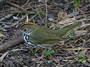 Picture/image of Ovenbird