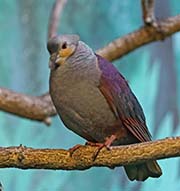 Picture/image of Crested Quail-Dove