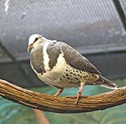 Picture/image of Wonga Pigeon