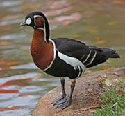 Picture/image of Red-breasted Goose