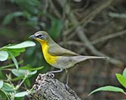 Picture/image of Yellow-breasted Chat