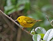 Picture/image of Yellow Warbler