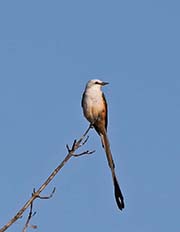 Picture/image of Scissor-tailed Flycatcher
