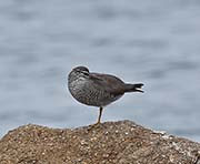 Picture/image of Wandering Tattler