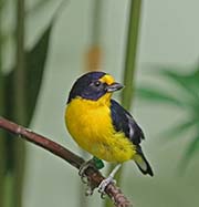 Picture/image of Violaceous Euphonia
