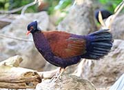 Picture/image of Green-naped Pheasant Pigeon