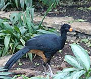 Picture/image of Wattled Curassow