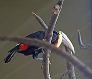 Picture/image of Chestnut-mandibled Toucan