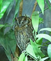 Picture/image of Tropical Screech Owl