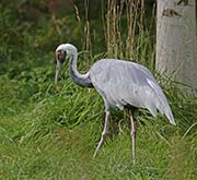  White-naped Crane