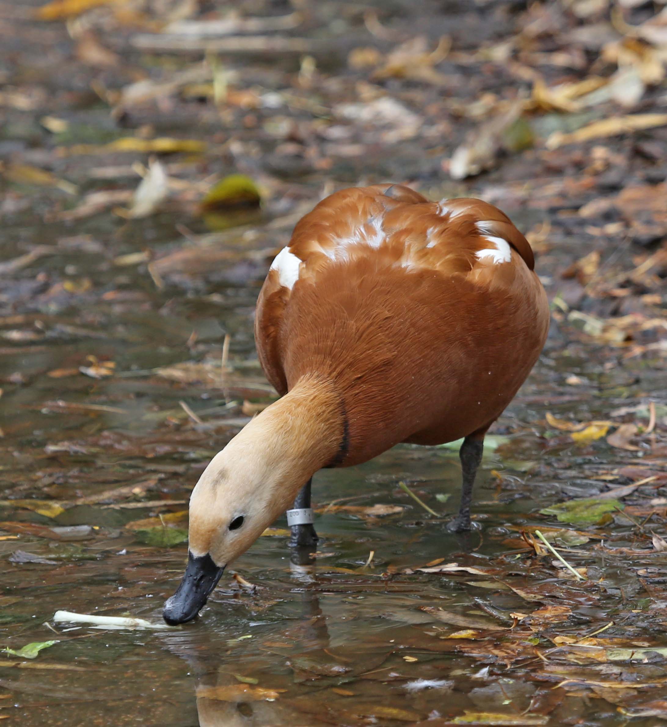 ruddy shelduck facts