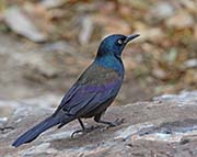 Picture/image of Common Grackle