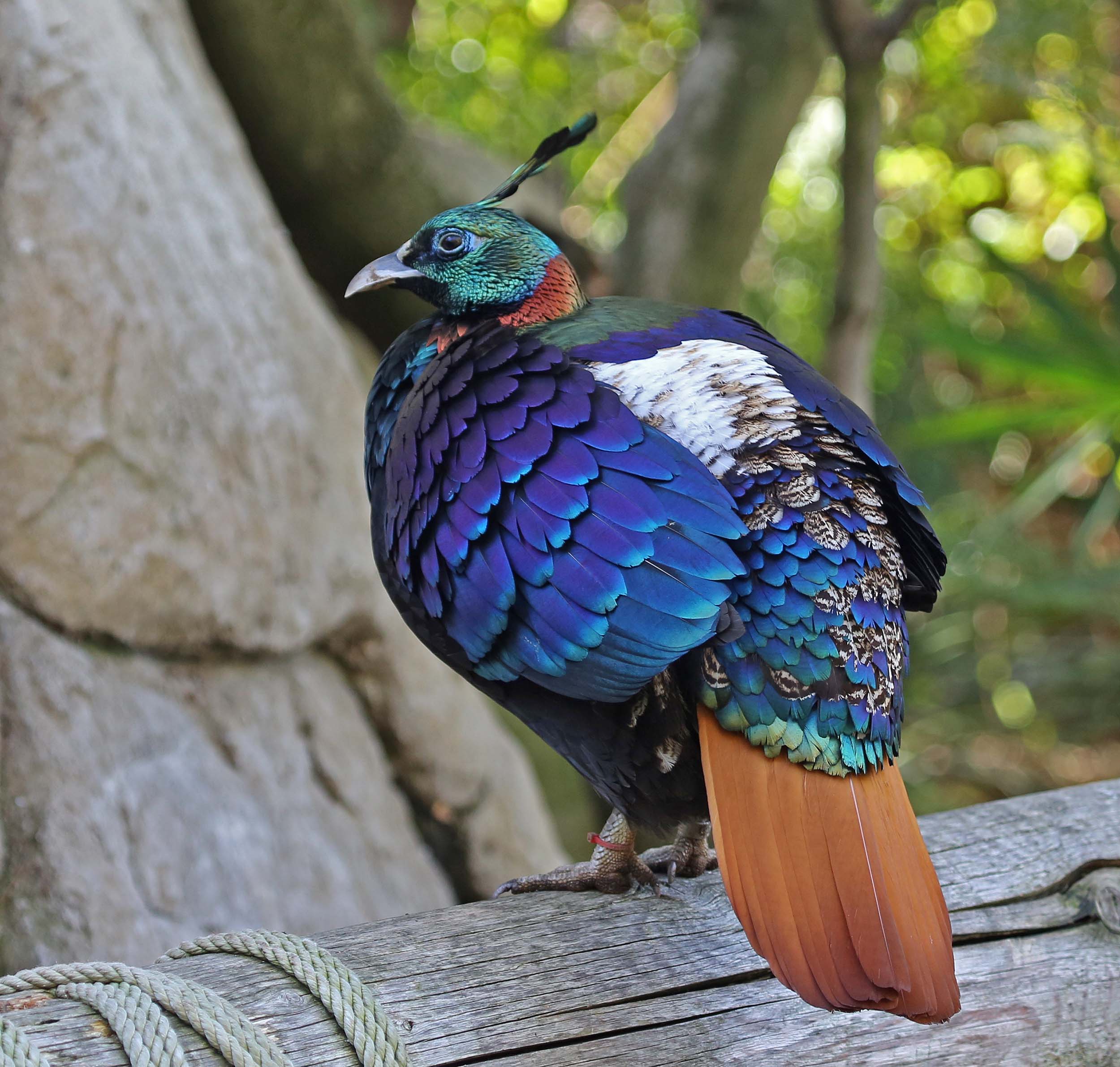 pictures-and-information-on-himalayan-monal