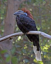 Picture/image of Black-casqued Hornbill