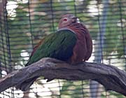 Picture/image of Purple-tailed Imperial Pigeon