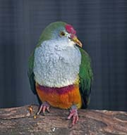 Picture/image of Beautiful Fruit-Dove